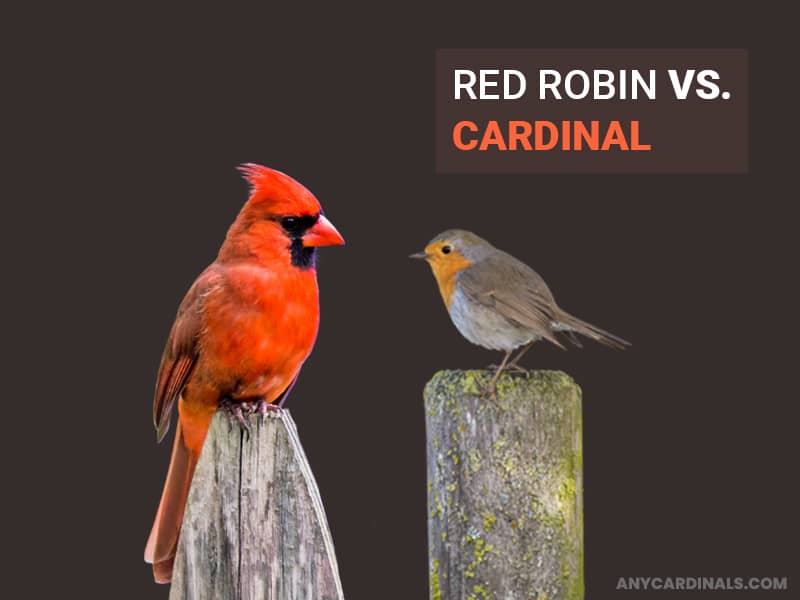 What's The Difference Between A Cardinal And A Red Bird?