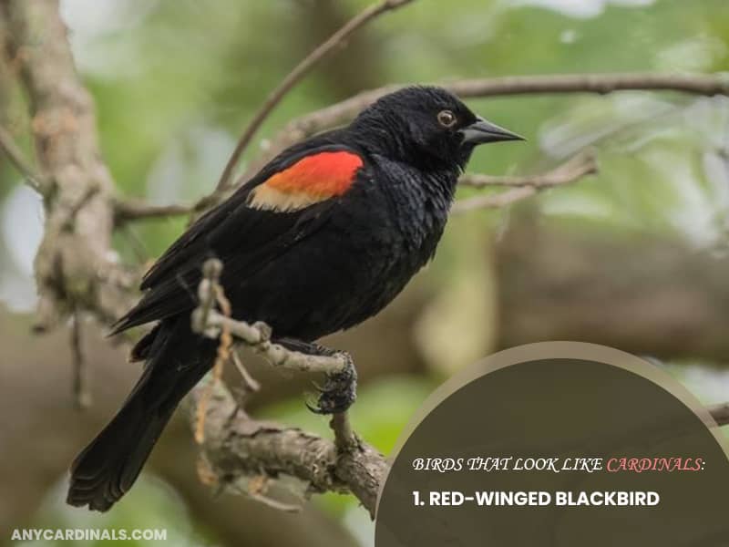 Birds Look Like Red-Winged Blackbird