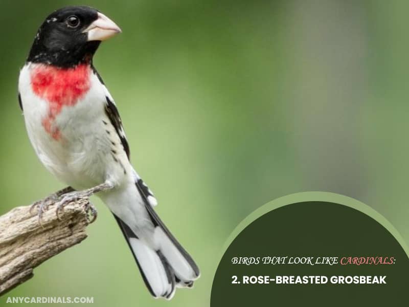 Birds Look Like Rose-Breasted Grosbeak