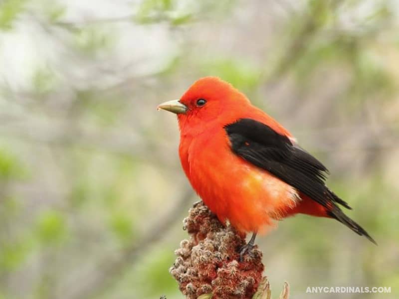Scarlet Tanager: Birds Look Like Cardinal