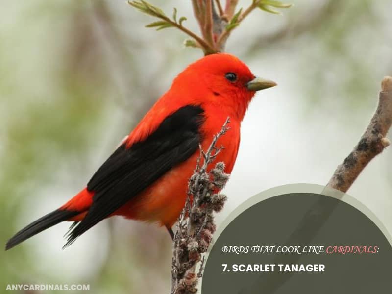 Birds Look Like Scarlet Tanager