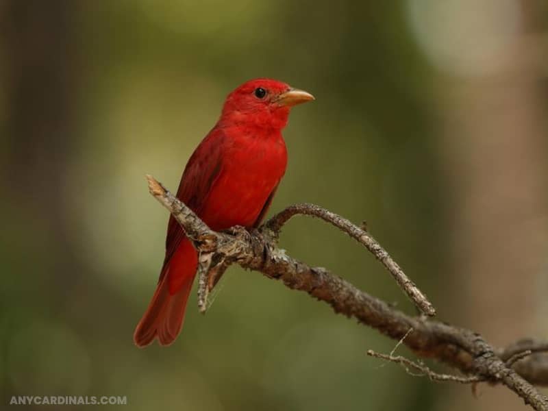 Summer Tanager: Birds Look Like Cardinal