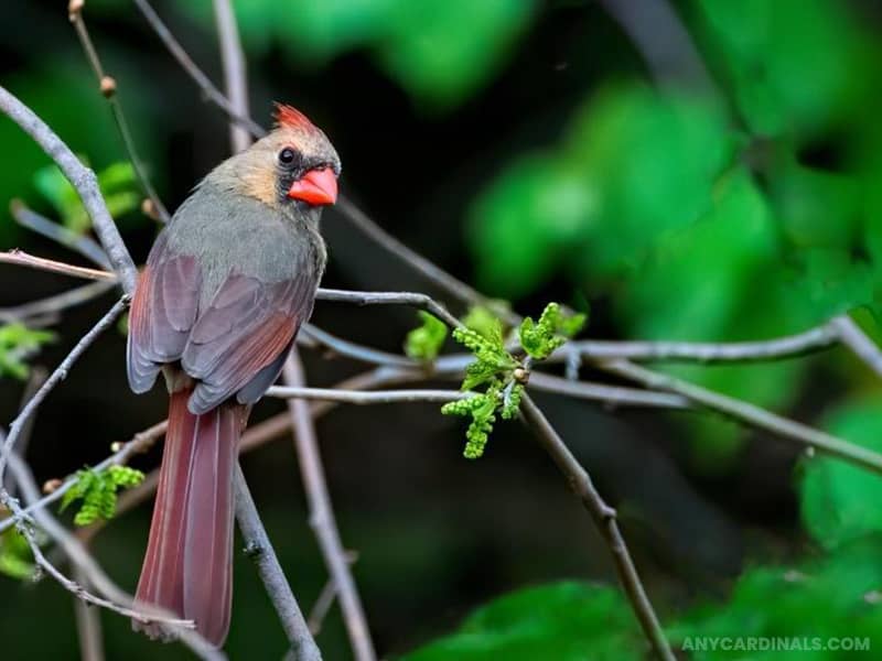 The Northern Cardinal