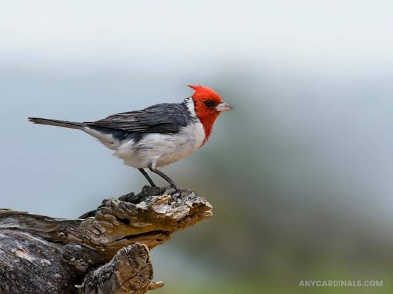 The Red-Crested Cardinal