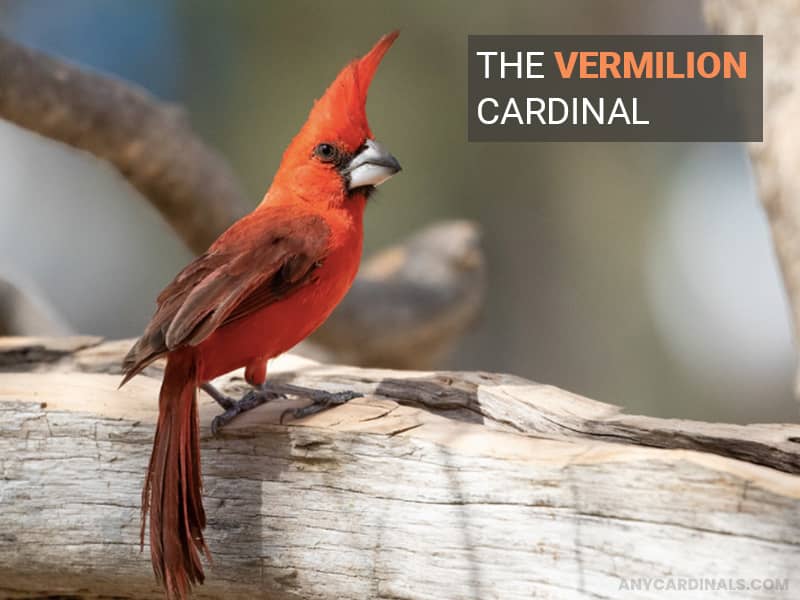 The Vermilion Cardinal