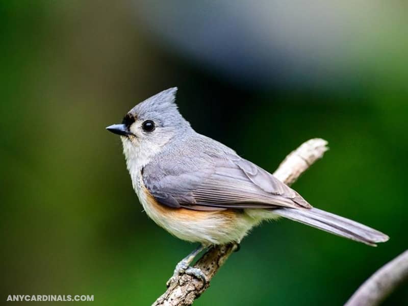 Tufted Titmice: Birds Look Like Cardinal