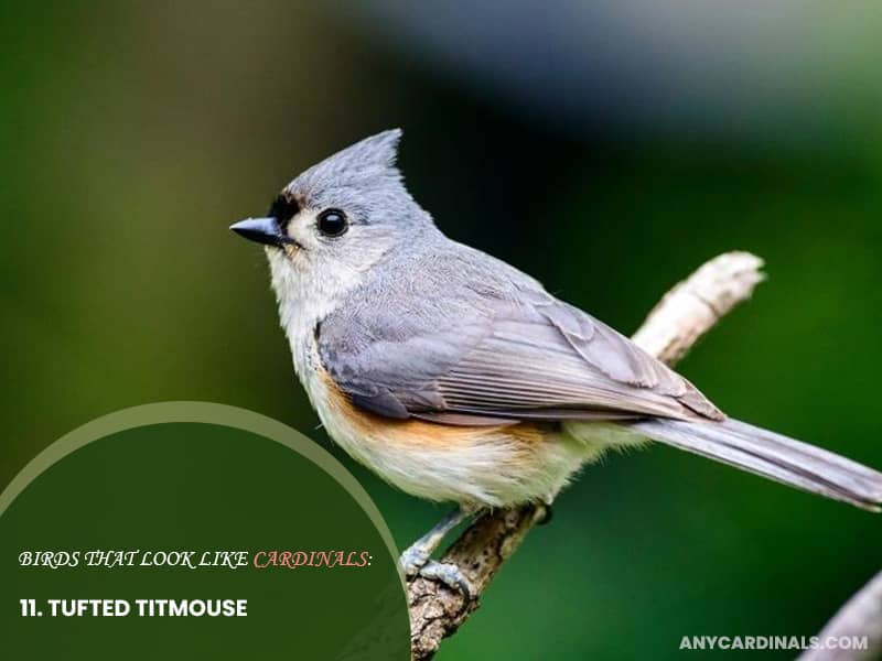 Birds Look Like Tufted Titmouse