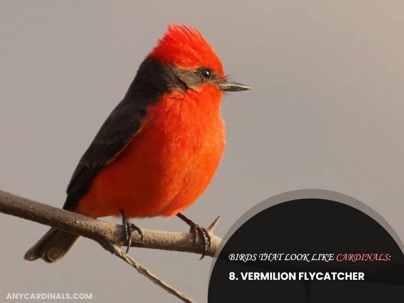 Birds Look Like Vermilion Flycatcher