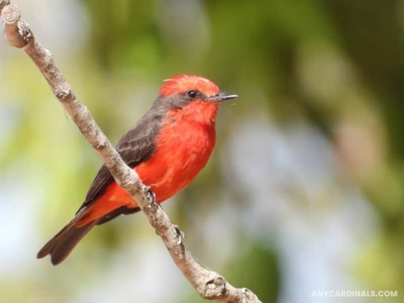 Vermillion Flycatcher: Birds Look Like Cardinal