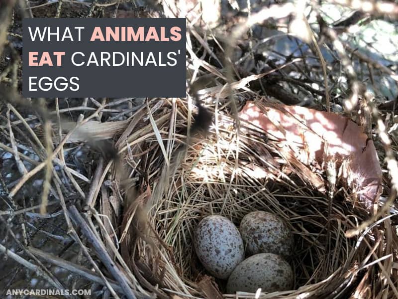 What Animals Eat Cardinals' Eggs
