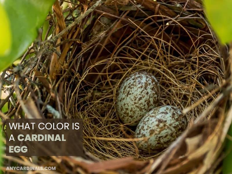 What Color Is A Cardinal Egg