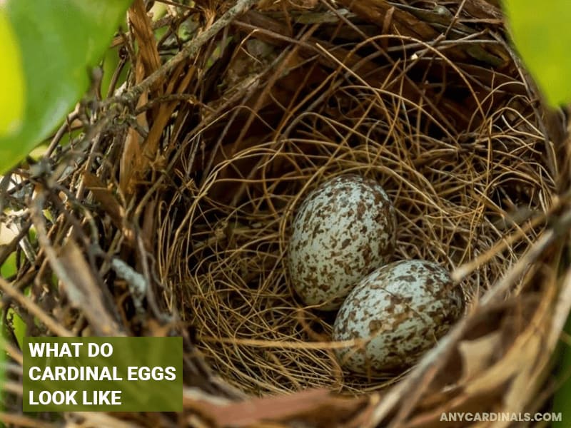 What Do Cardinal Eggs Look Like