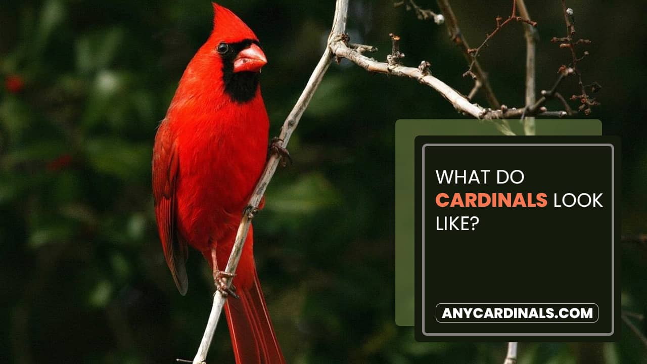 What Do Cardinals Look Like