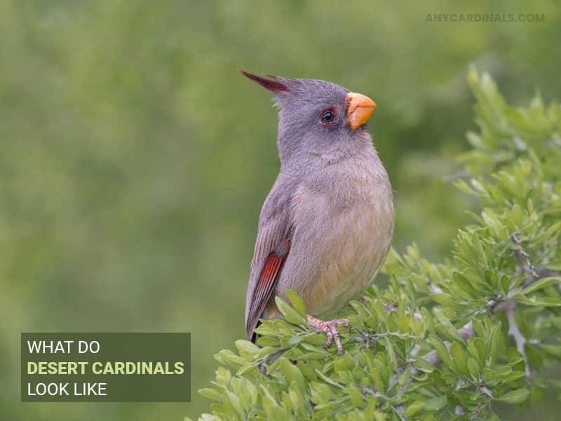 What Do Desert Cardinals Look Like