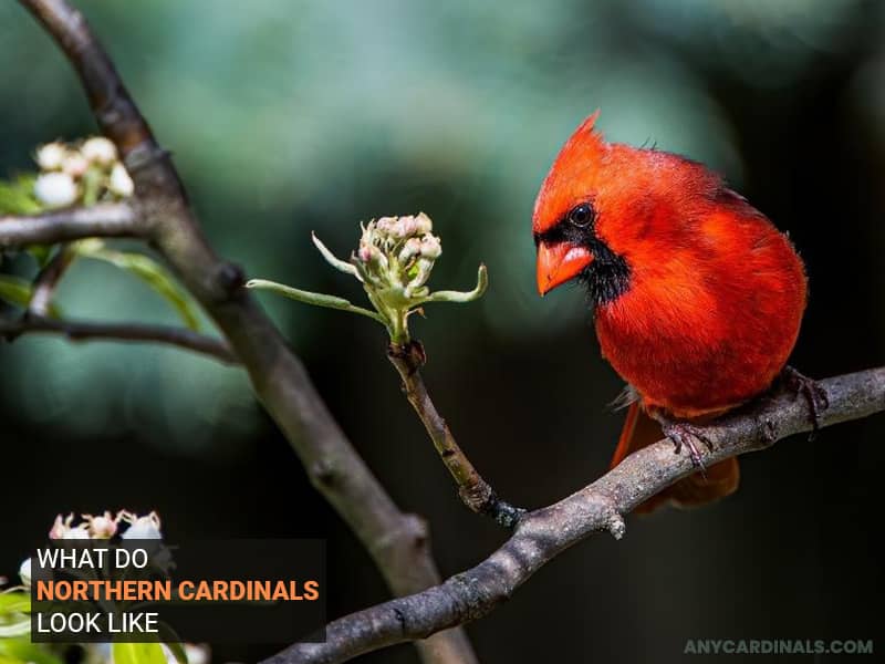 What Do Northern Cardinals Look Like
