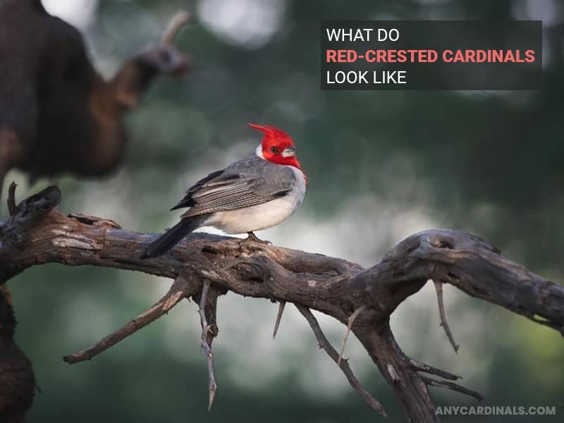 What Do Red-Crested Cardinals Look Like