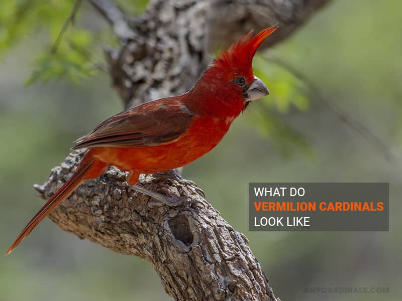 What Do Vermilion Cardinals Look Like