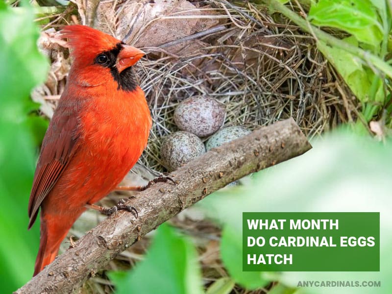 What Month Do Cardinal Eggs Hatch