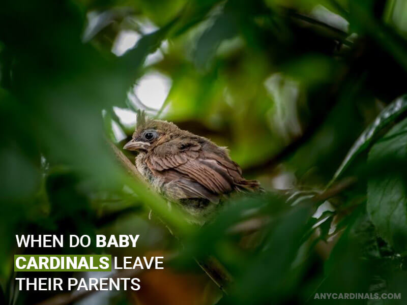 When Do Baby Cardinals Leave Their Parents