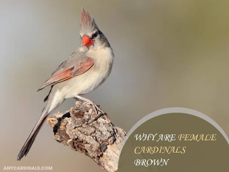 Why Are Female Cardinals Brown