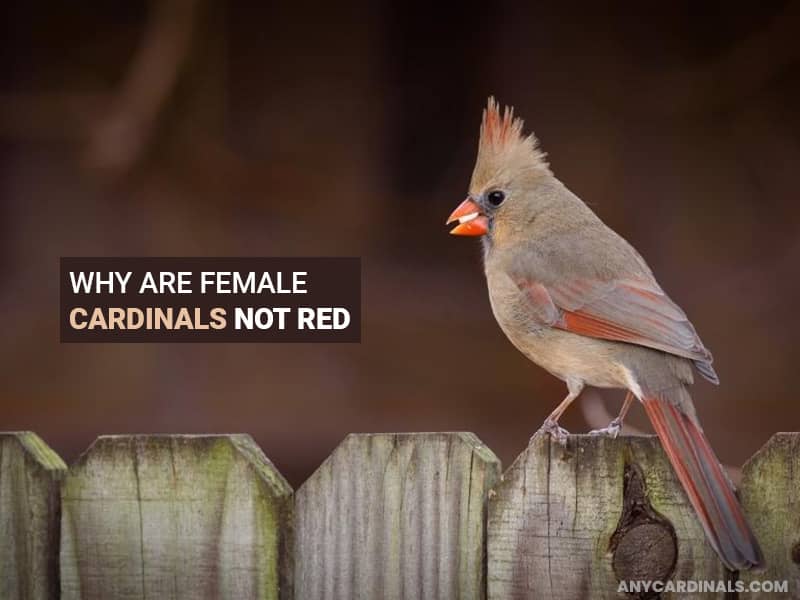 Why Are Female Cardinals Not Red
