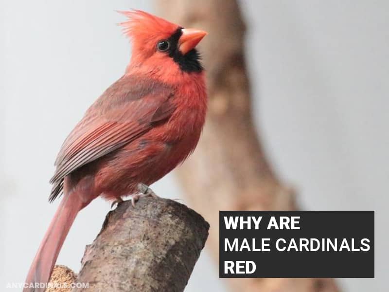 Why Are Male Cardinals Red