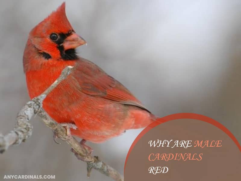 Why Are Male Cardinals Red