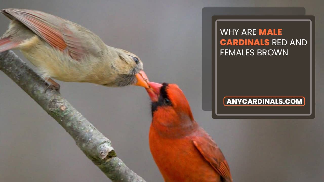 Why Are Male Cardinals Red And Females Brown