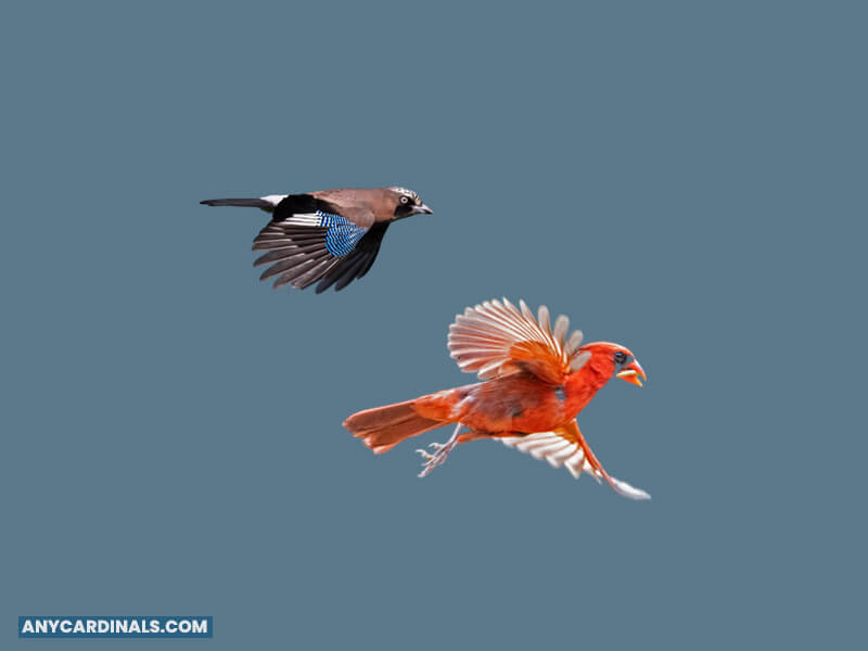 Why Do Blue Jays And Cardinals Fly Together
