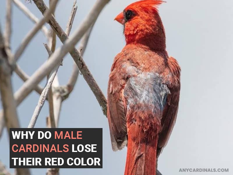 Why Do Male Cardinals Lose Their Red Color