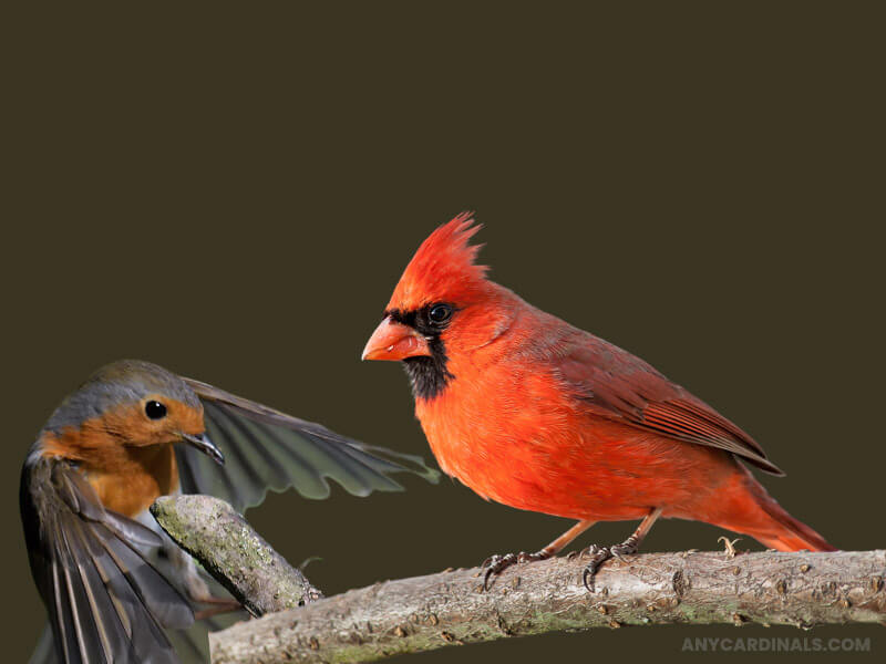 Why Do Robins Chase Cardinals
