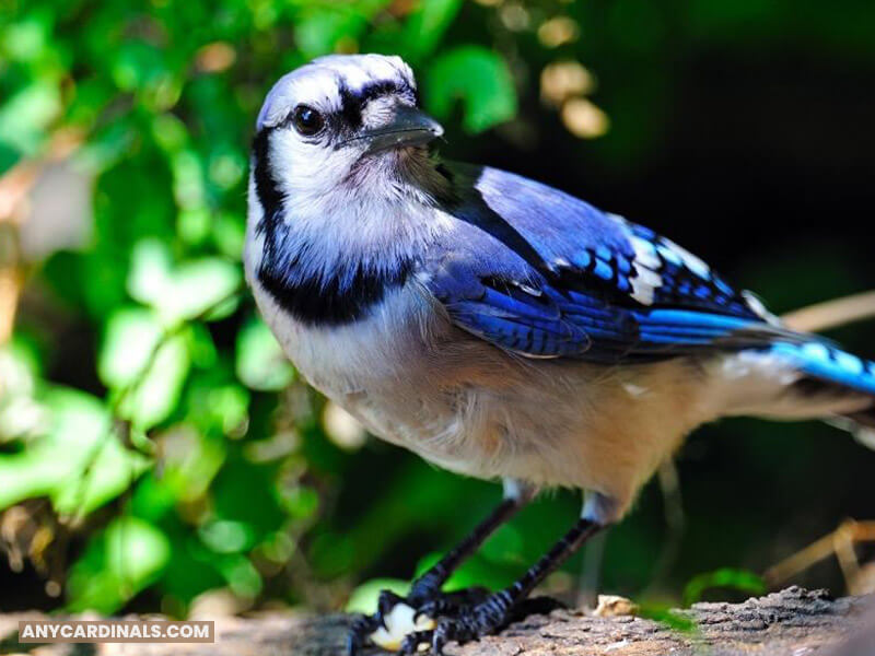 Why Don’t Blue Jays and Cardinals Get Along