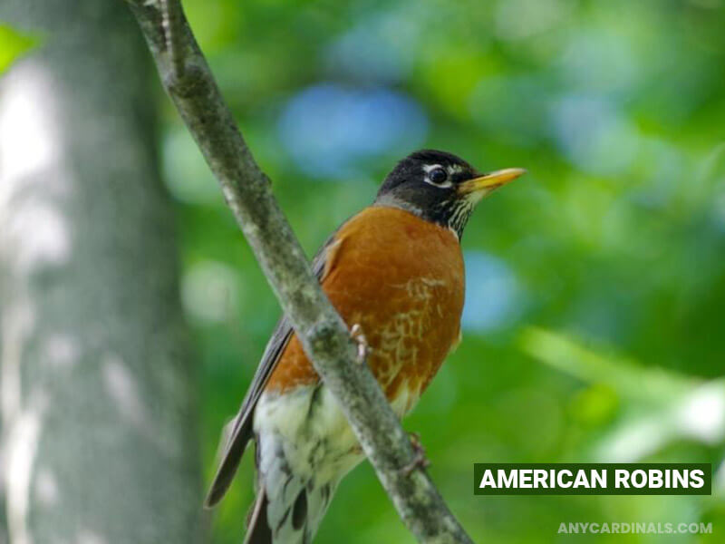 With Which Robins Types Do Cardinals Share Nests