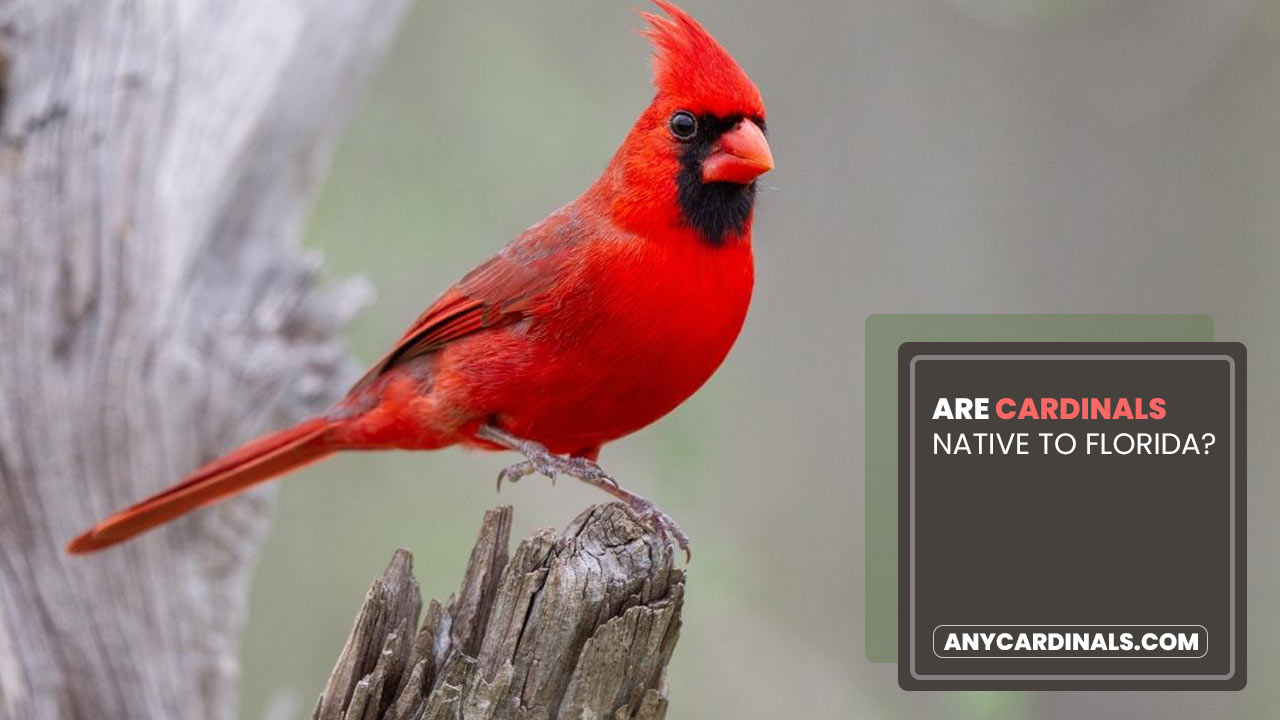 Are Cardinals Native To Florida