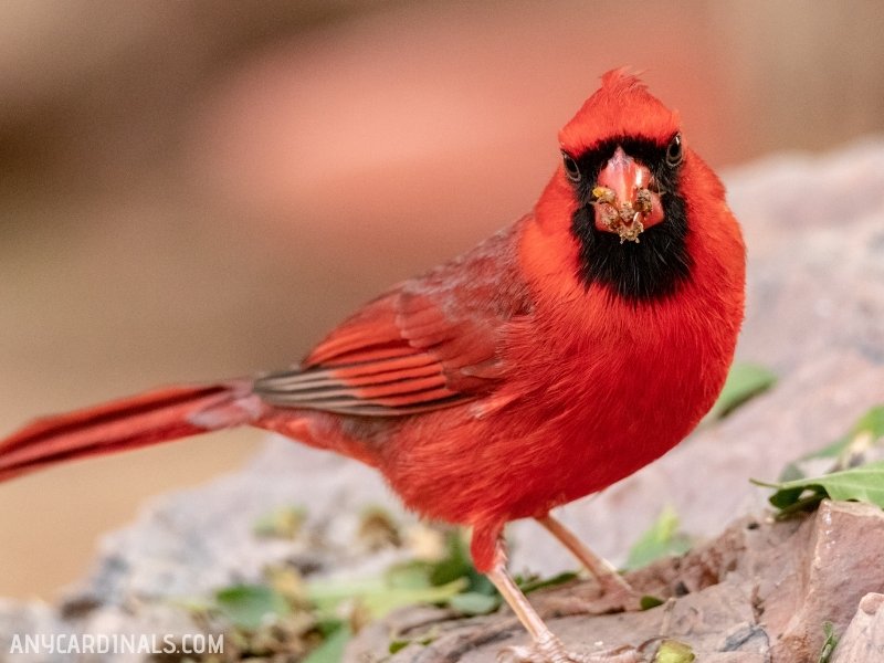 Are Cardinals Rare In Massachusetts
