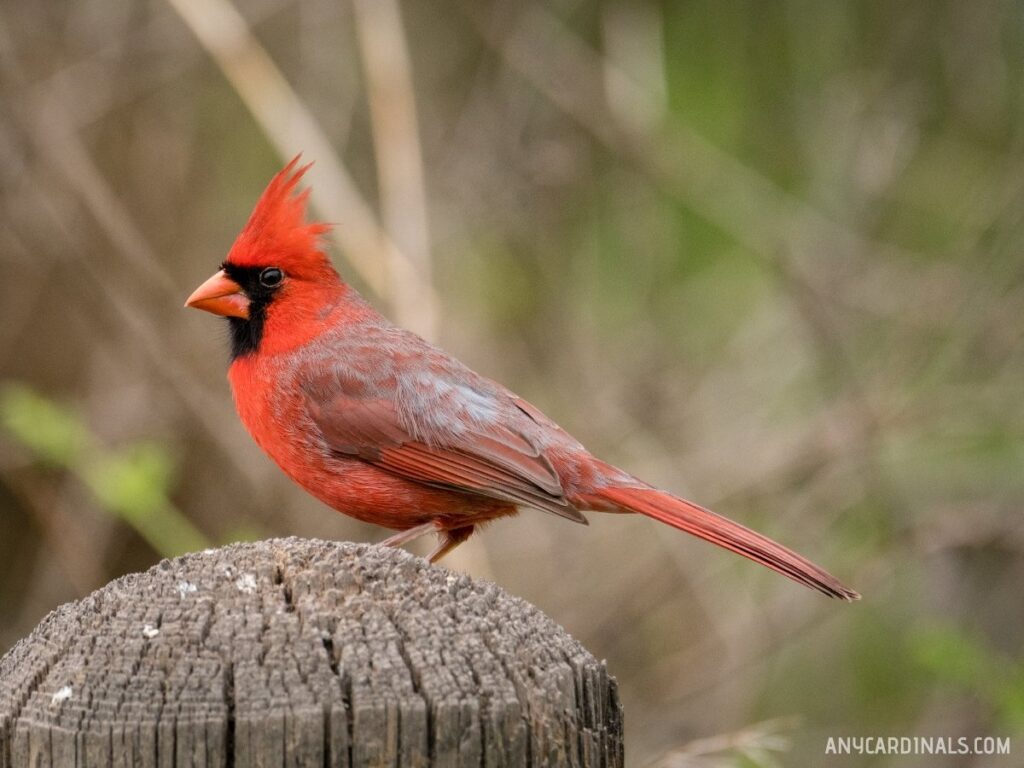 Are Cardinals Rare In Texas