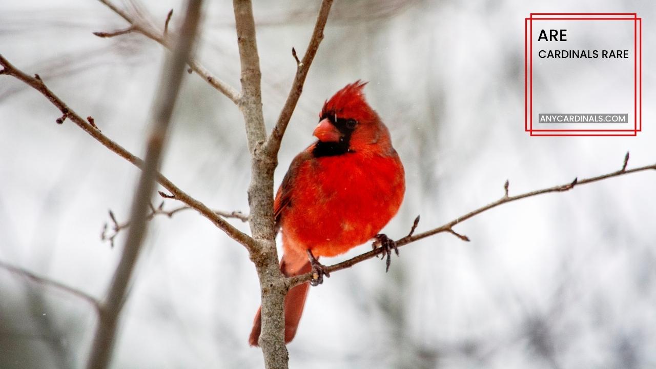 Are Cardinals Rare