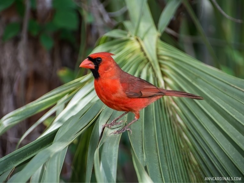 Are Red Cardinals Rare In Florida