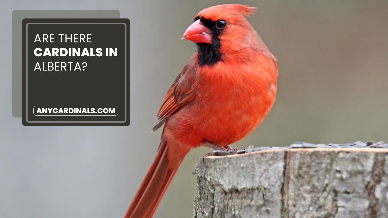 Are There Cardinals In Alberta
