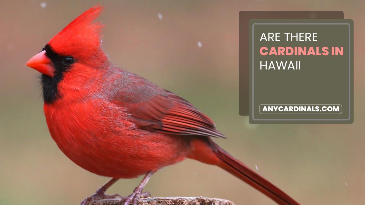 Are There Cardinals In Hawaii