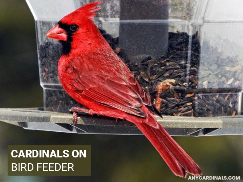 When To Spot A Cardinal In Alberta