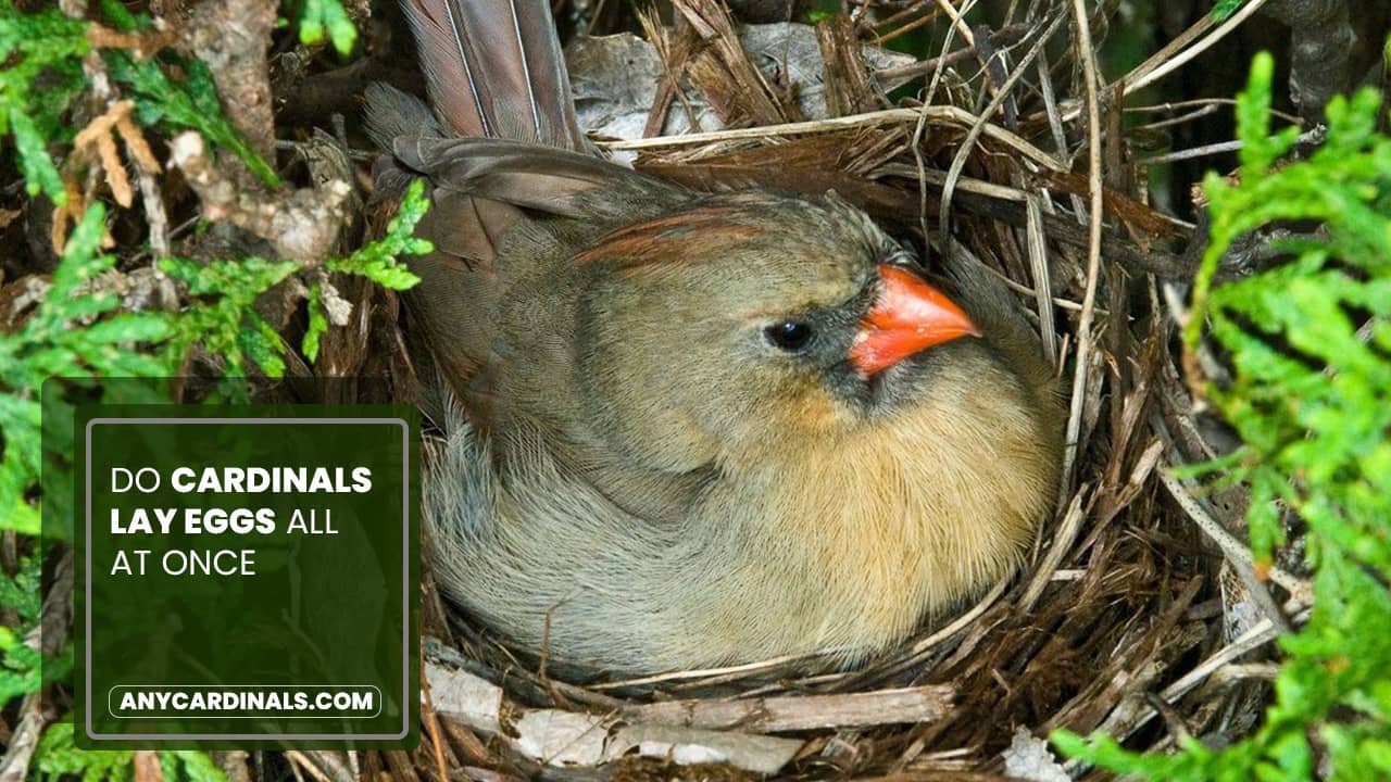 Do Cardinals Lay Eggs All At Once