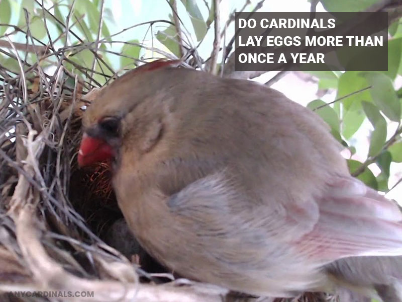 Do Cardinals Lay Eggs More Than Once A Year