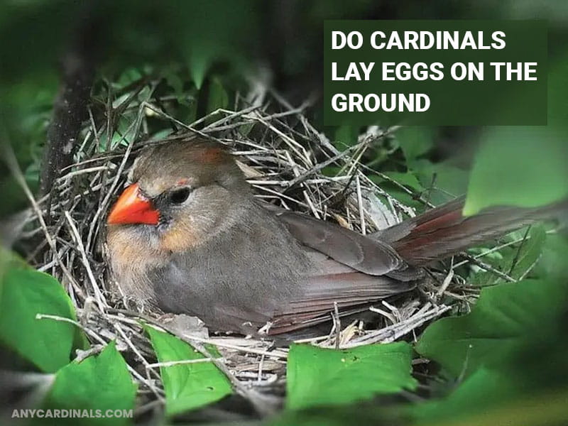 Do Cardinals Lay Eggs On The Ground