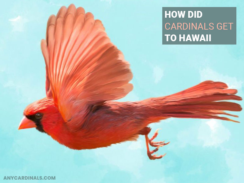 How Did Cardinals Get To Hawaii