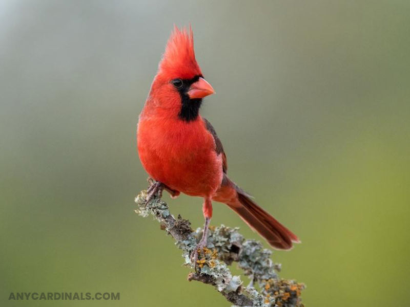 How Rare Is It To See A Cardinal In Florida