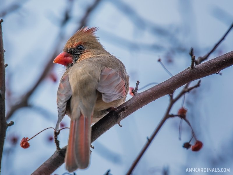 How Rare Is It To See A Female Cardinal