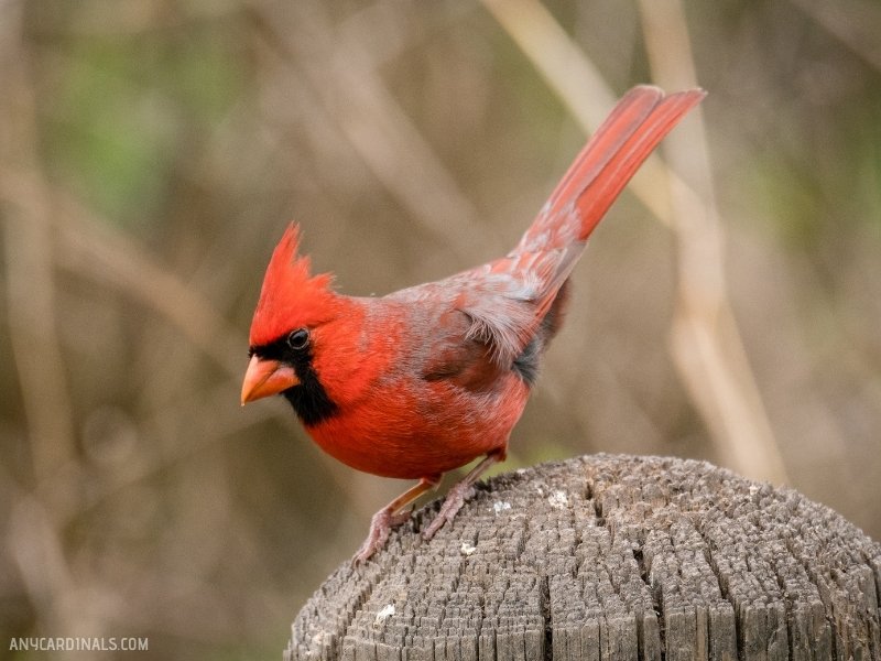 Is It Rare To See A Red Cardinal