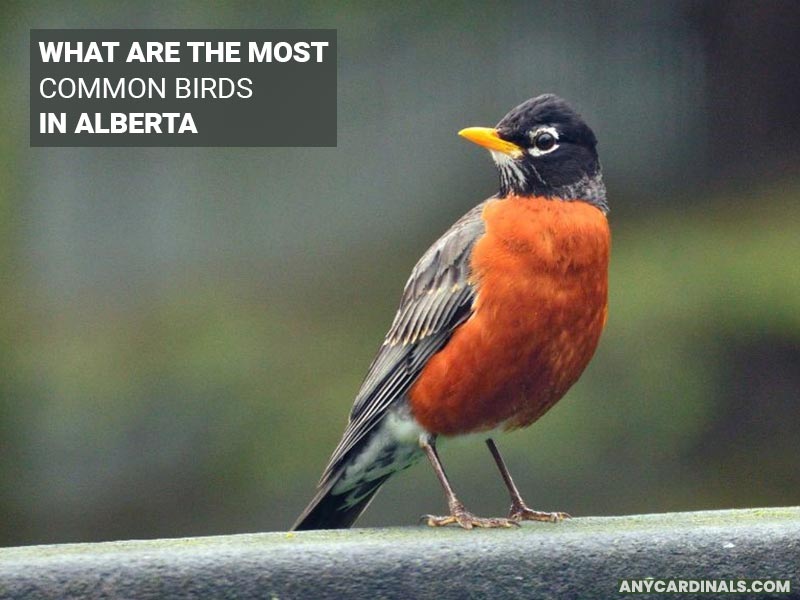 What Are The Most Common Birds In Alberta