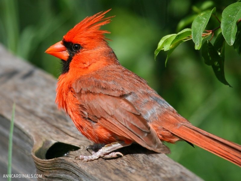 What Are The Rarest Cardinal Species